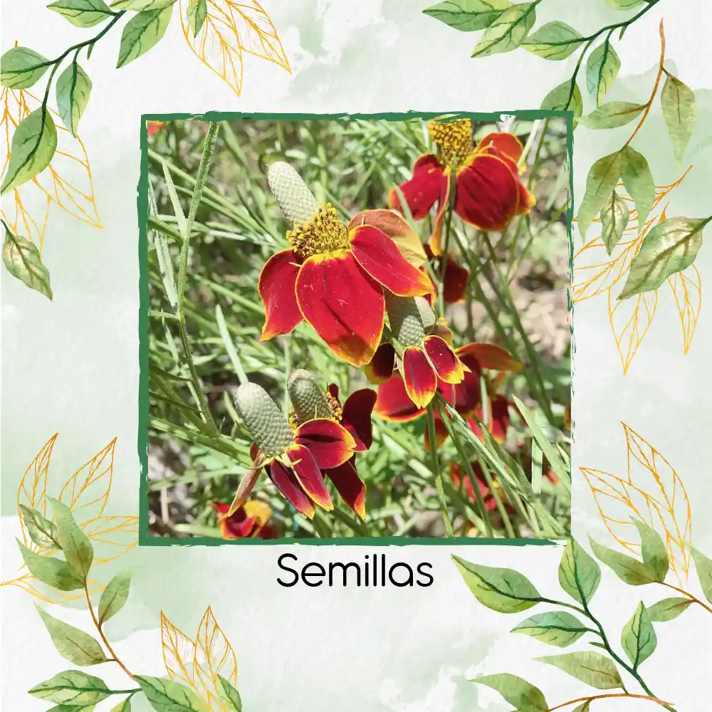 2.000 Semillas Orgánicas De Flor Ratibida Amarilla Y Roja