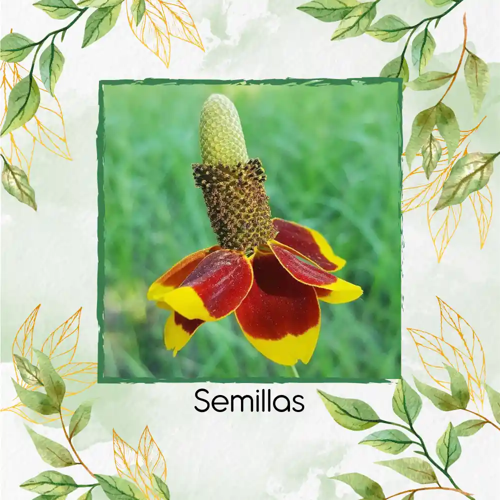 2.000 Semillas Orgánicas De Flor Ratibida Amarilla Y Roja