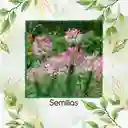 10 Semillas Orgánicas De Flor Reina Cleome