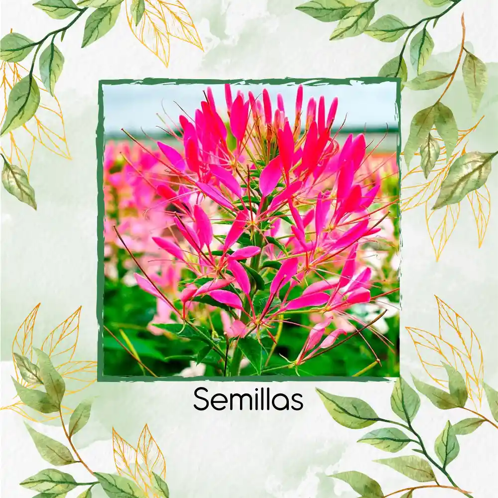 200 Semillas Orgánicas De Flor Reina Cleome