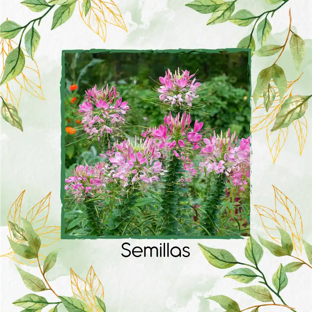 800 Semillas Orgánicas De Flor Reina Cleome