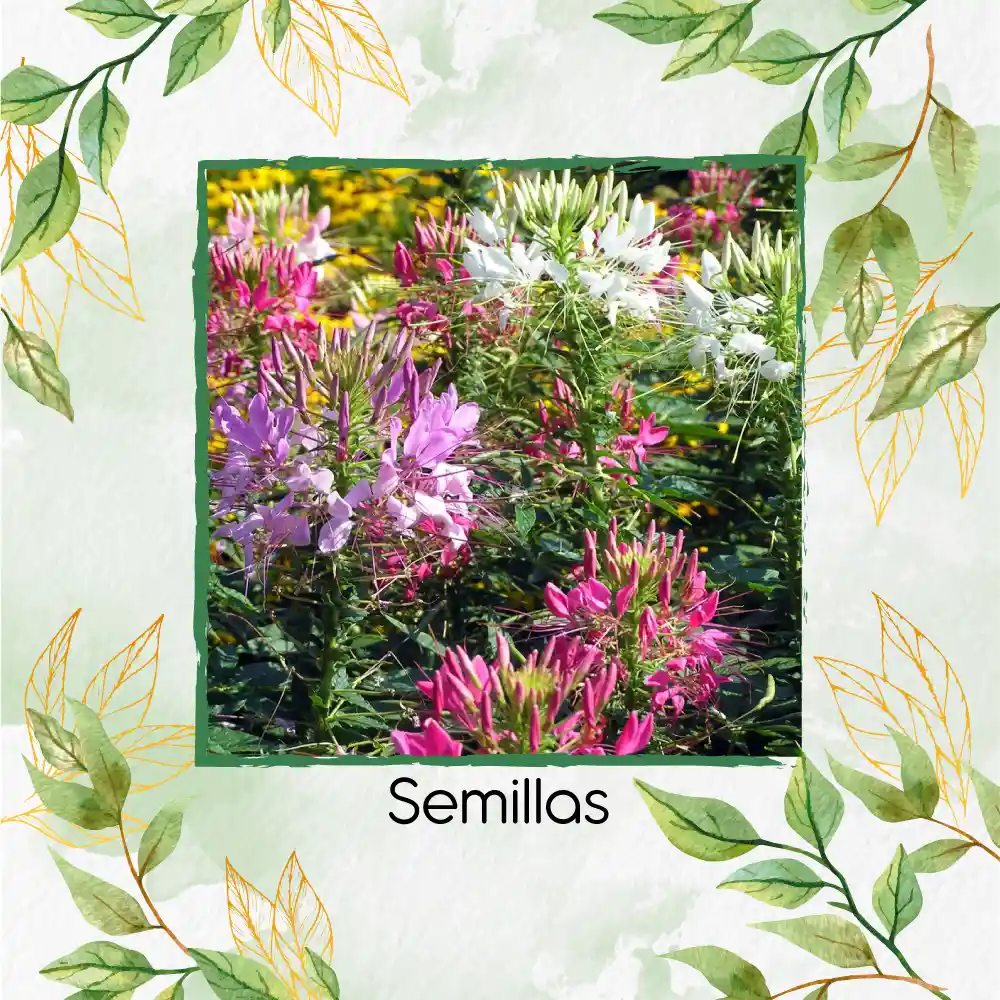 800 Semillas Orgánicas De Flor Reina Cleome