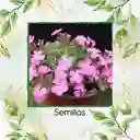 400 Semillas Orgánicas De Flor Saponaria