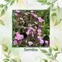 400 Semillas Orgánicas De Flor Saponaria