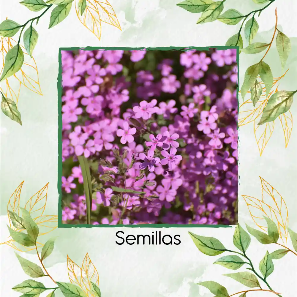 400 Semillas Orgánicas De Flor Saponaria