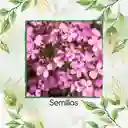 1.000 Semillas Orgánicas De Flor Saponaria