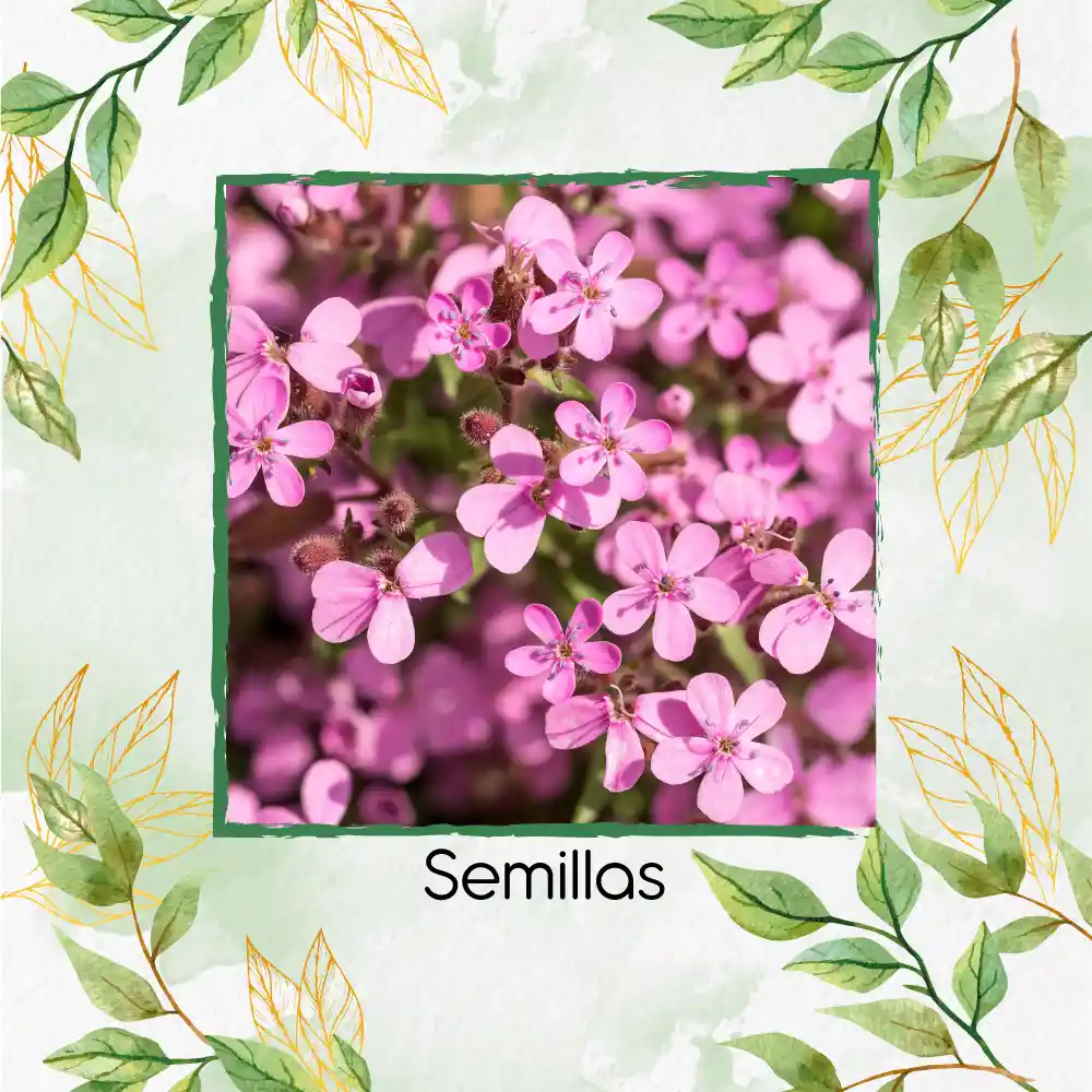 1.000 Semillas Orgánicas De Flor Saponaria