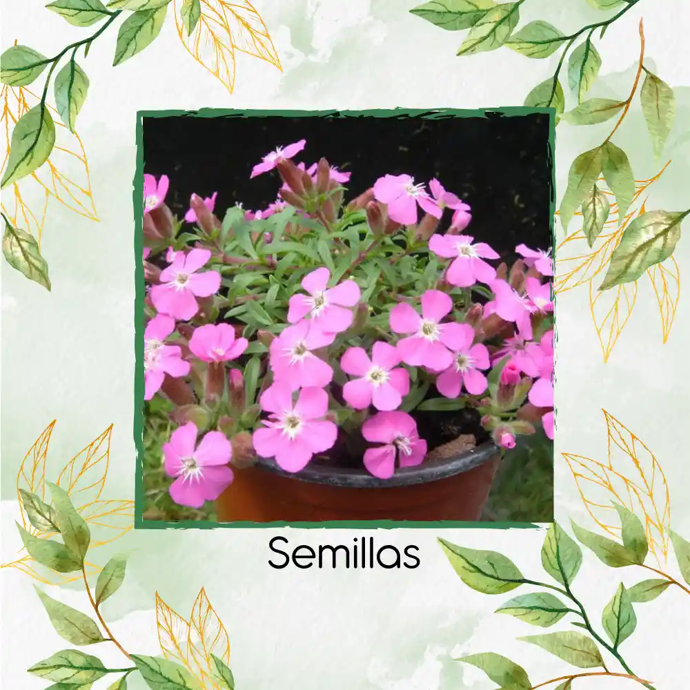 1.000 Semillas Orgánicas De Flor Saponaria