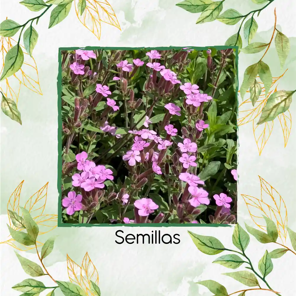 1.000 Semillas Orgánicas De Flor Saponaria