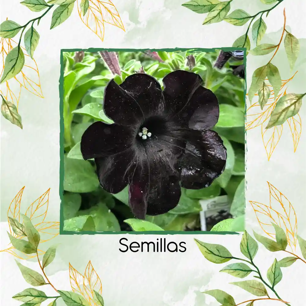 40 Semillas De Flor Petunia Negra Gloria De La Mañana