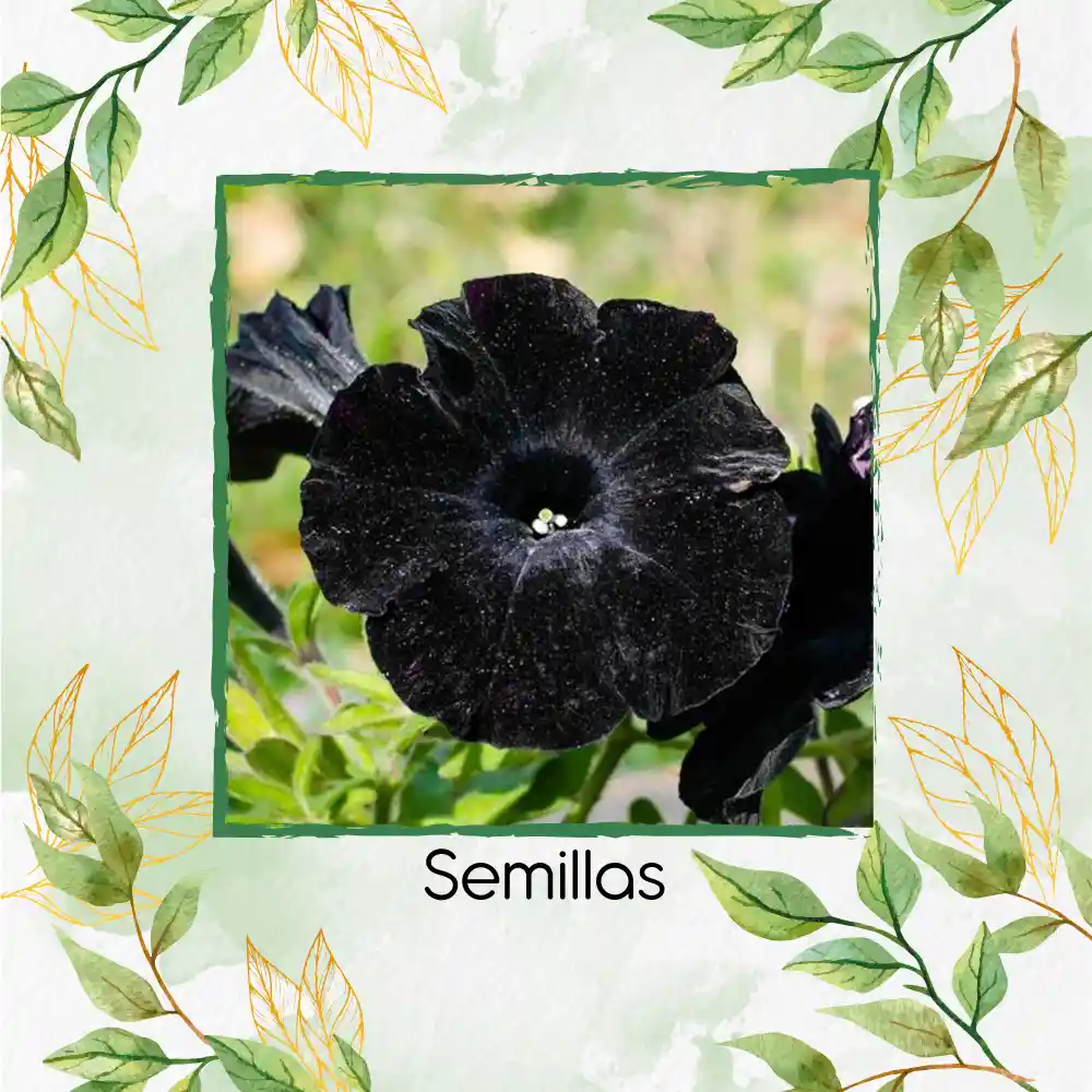 40 Semillas De Flor Petunia Negra Gloria De La Mañana