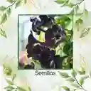 80 Semillas De Flor Petunia Negra Gloria De La Mañana