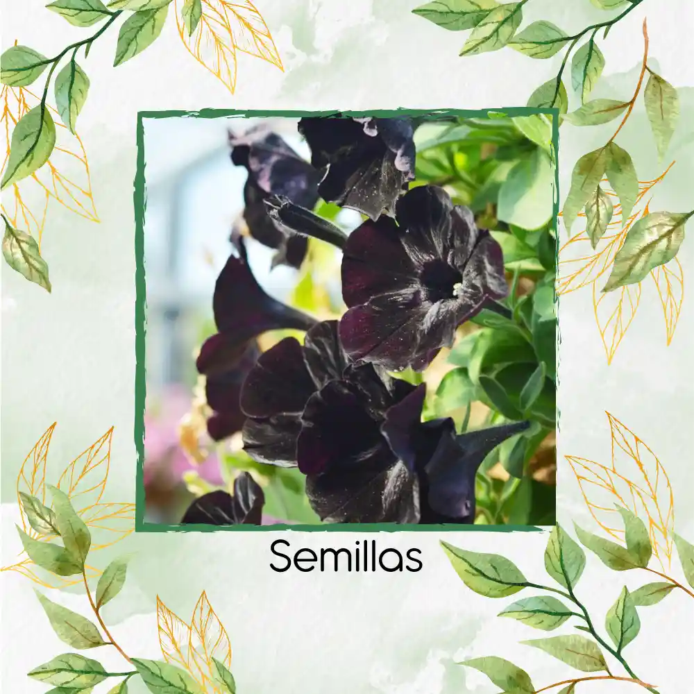 80 Semillas De Flor Petunia Negra Gloria De La Mañana