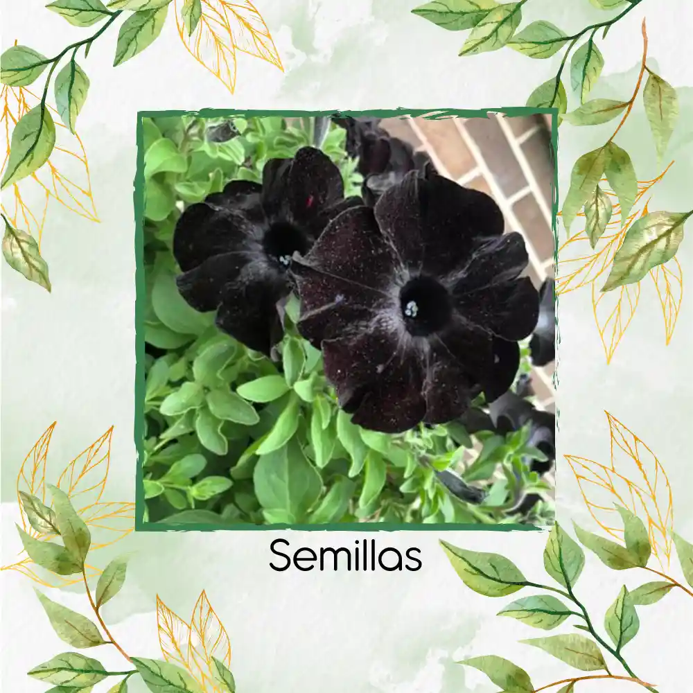 400 Semillas De Flor Petunia Negra Gloria De La Mañana