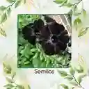 800 Semillas De Flor Petunia Negra Gloria De La Mañana