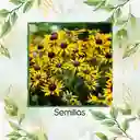 50 Semillas Orgánicas De Flor Susan De Ojos Negros