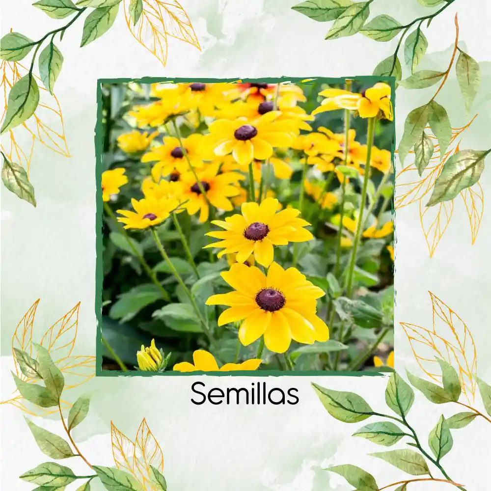 400 Semillas Orgánicas De Flor Susan De Ojos Negros