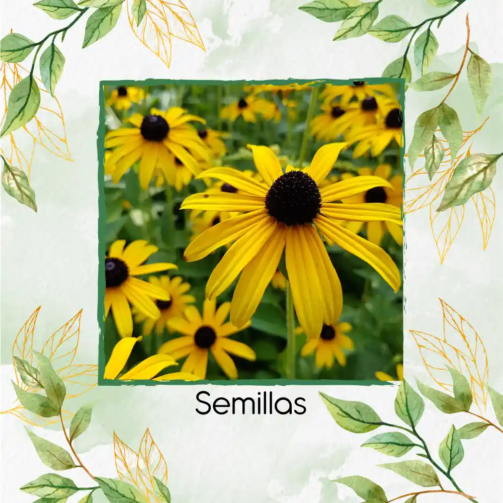 1.000 Semillas Orgánicas De Flor Susan De Ojos Negros