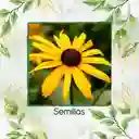 1.000 Semillas Orgánicas De Flor Susan De Ojos Negros