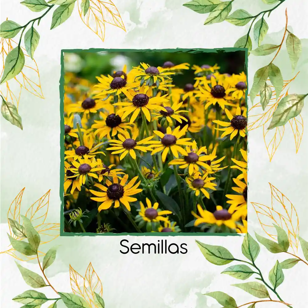 1.000 Semillas Orgánicas De Flor Susan De Ojos Negros