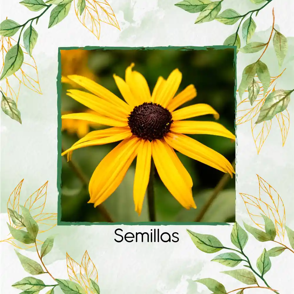 2.000 Semillas Orgánicas De Flor Susan De Ojos Negros