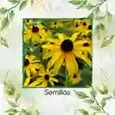 2.000 Semillas Orgánicas De Flor Susan De Ojos Negros