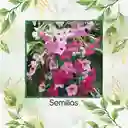 10 Semillas Orgánicas De Flor Tabaco De Jazmín De Colores