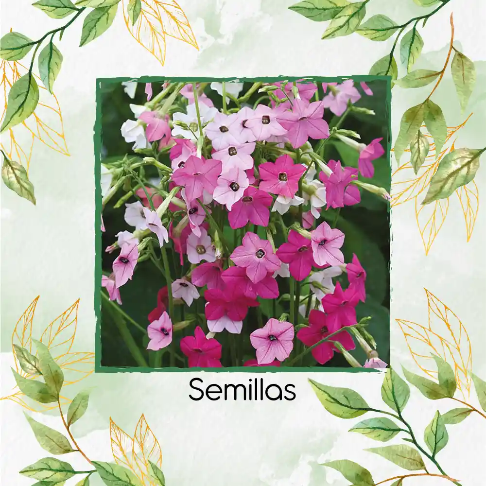 10 Semillas Orgánicas De Flor Tabaco De Jazmín De Colores