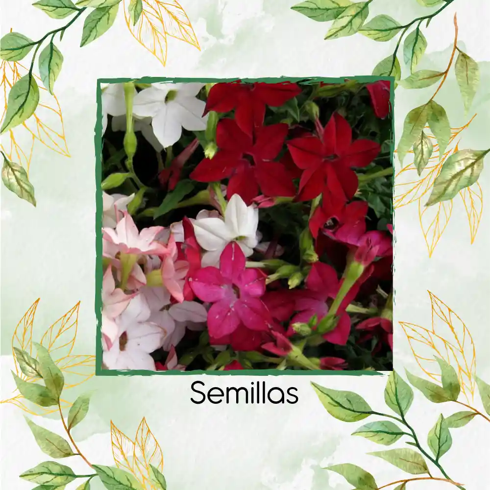 20 Semillas Orgánicas De Flor Tabaco De Jazmín De Colores