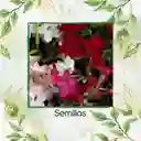 40 Semillas Orgánicas De Flor Tabaco De Jazmín De Colores