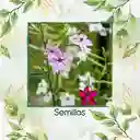 40 Semillas Orgánicas De Flor Tabaco De Jazmín De Colores