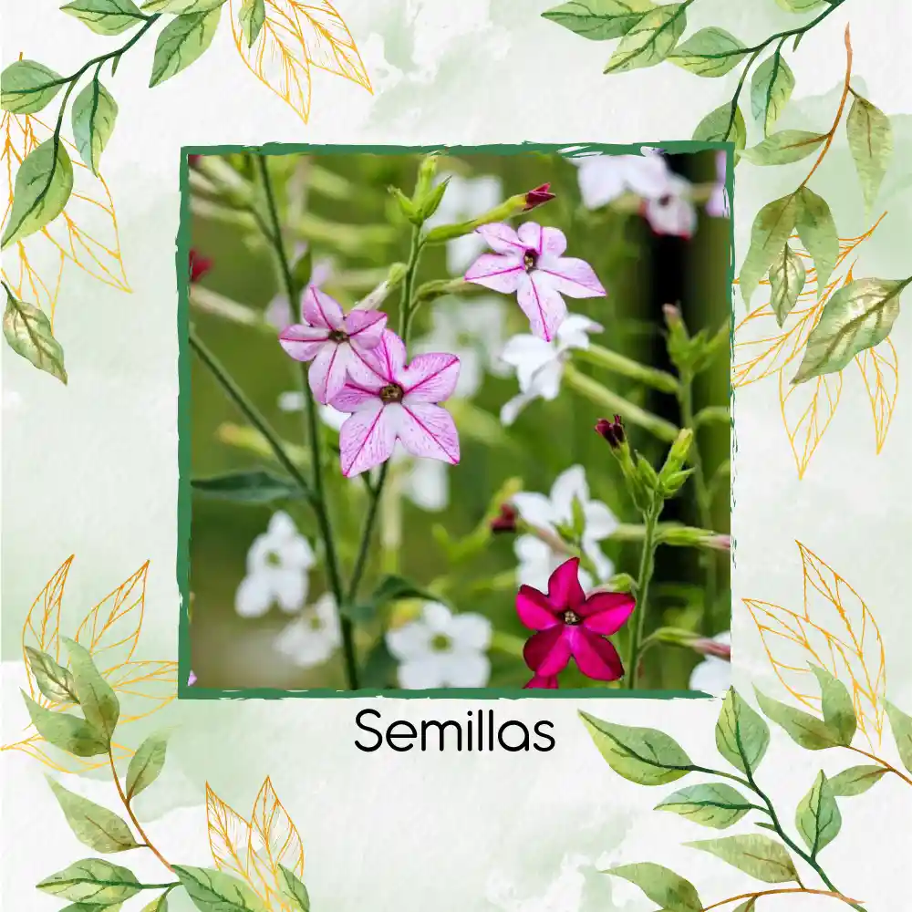 200 Semillas Orgánicas De Flor Tabaco De Jazmín De Colores