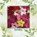 200 Semillas Orgánicas De Flor Tabaco De Jazmín De Colores