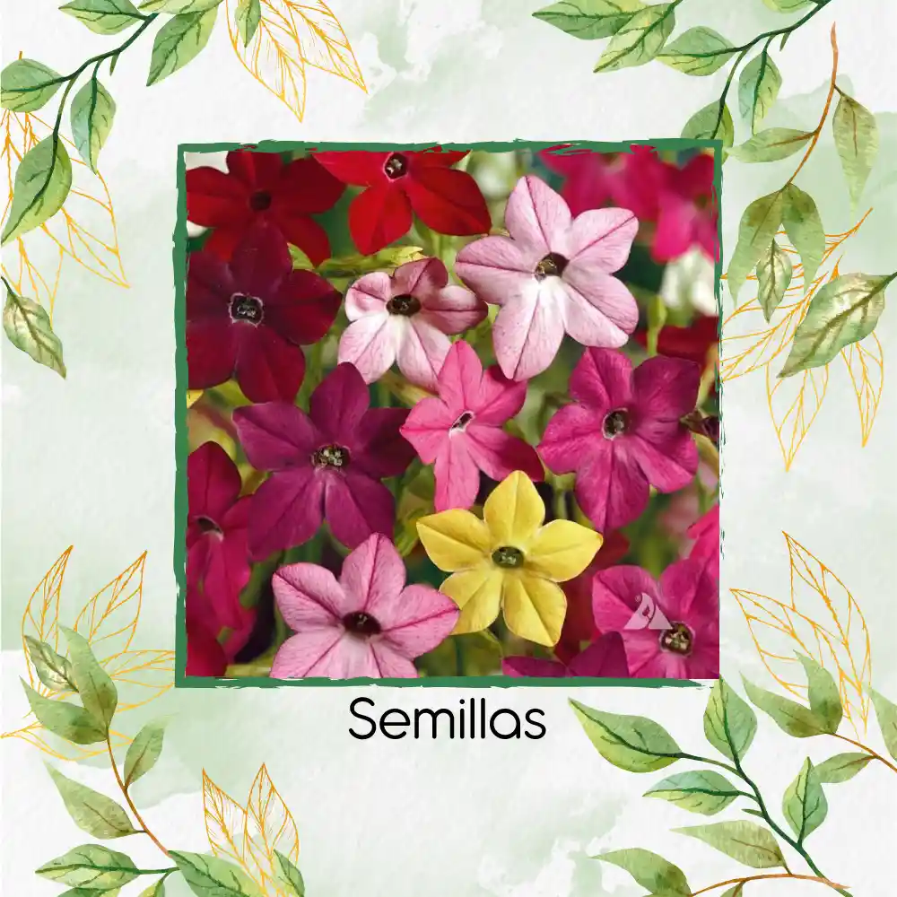 200 Semillas Orgánicas De Flor Tabaco De Jazmín De Colores