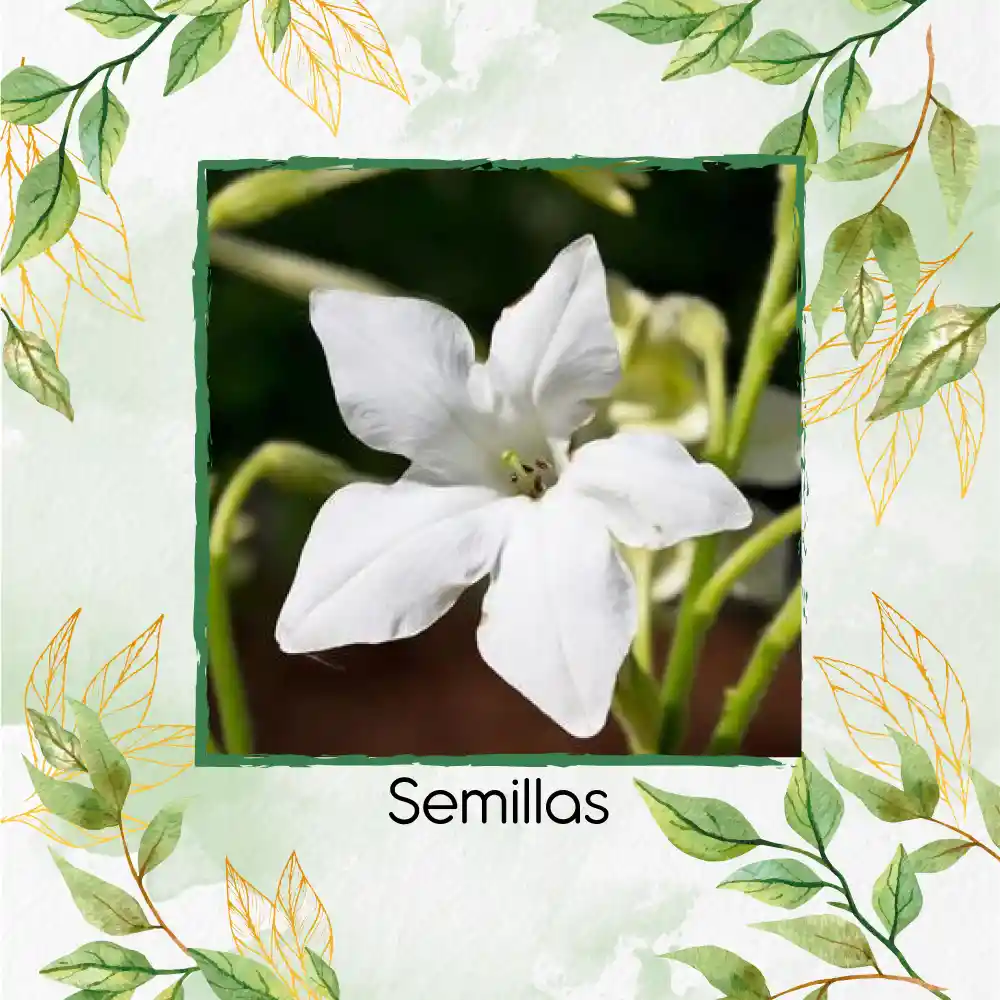 5 Semillas Orgánicas De Tabaco De Jazmín Blanco