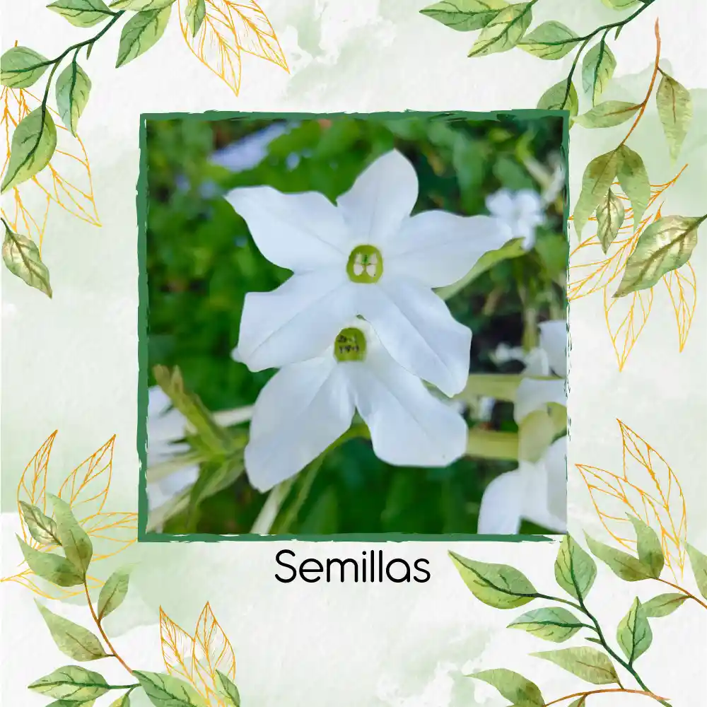 5 Semillas Orgánicas De Tabaco De Jazmín Blanco