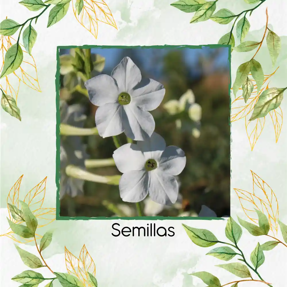 5 Semillas Orgánicas De Tabaco De Jazmín Blanco