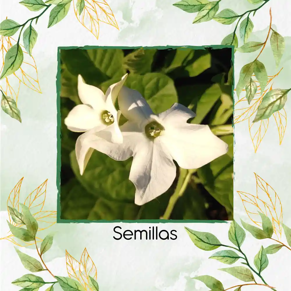 10 Semillas Orgánicas De Tabaco De Jazmín Blanco
