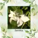 40 Semillas Orgánicas De Tabaco De Jazmín Blanco