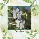 100 Semillas Orgánicas De Tabaco De Jazmín Blanco