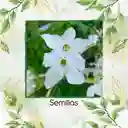 400 Semillas Orgánicas De Tabaco De Jazmín Blanco