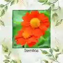 80 Semillas Orgánicas De Flor Tithonia Goldfinger