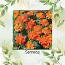 80 Semillas Orgánicas De Flor Tithonia Goldfinger