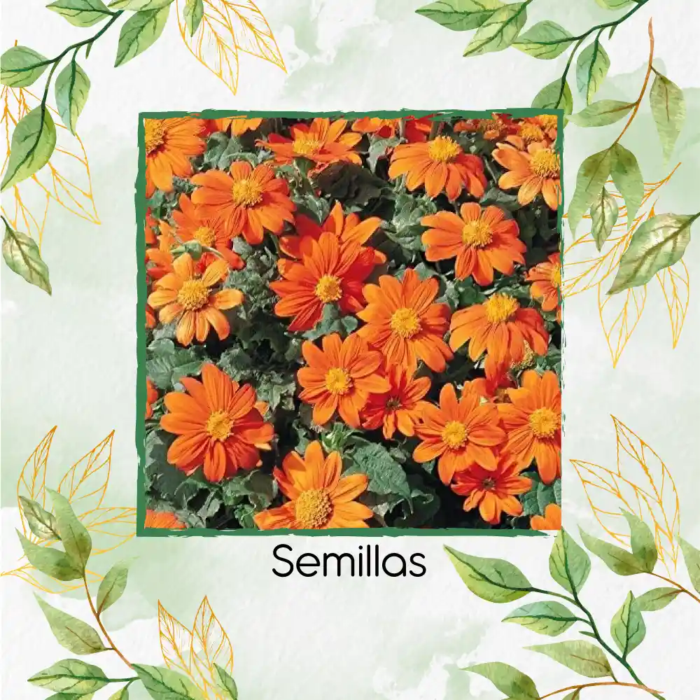 80 Semillas Orgánicas De Flor Tithonia Goldfinger