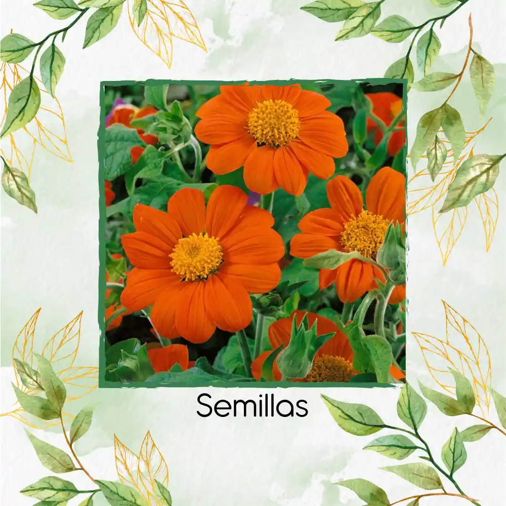 160 Semillas Orgánicas De Flor Tithonia Goldfinger