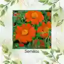 320 Semillas Orgánicas De Flor Tithonia Goldfinger