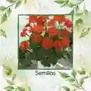 320 Semillas Orgánicas De Flor Tithonia Goldfinger