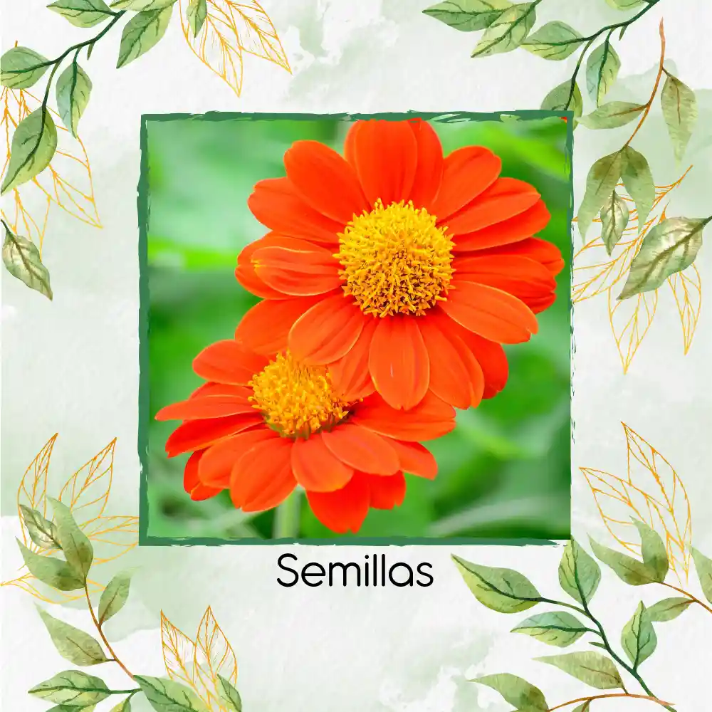 3.200 Semillas Orgánicas De Flor Tithonia Goldfinger
