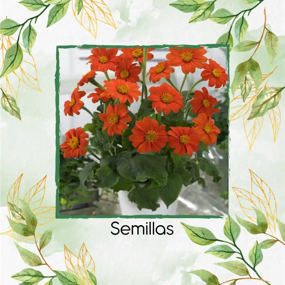 3.200 Semillas Orgánicas De Flor Tithonia Goldfinger