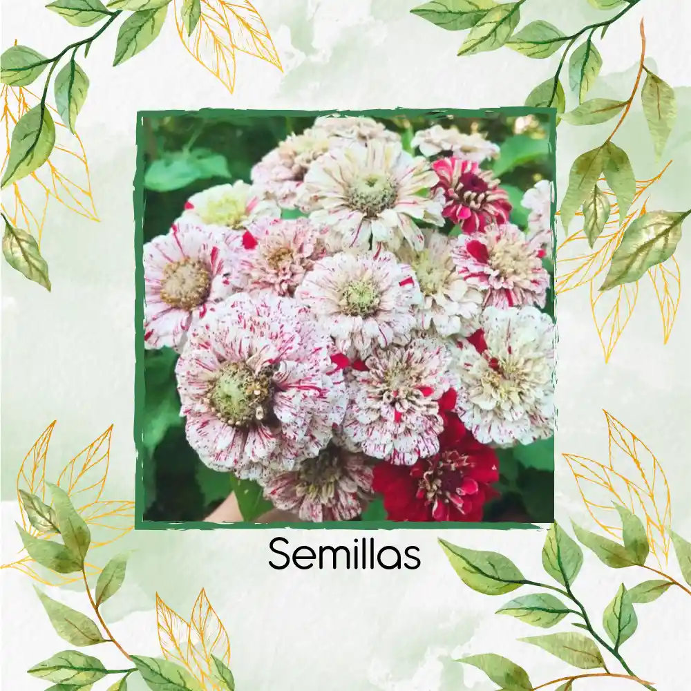 40 Semillas Orgánicas De Zinnia Menta Doble